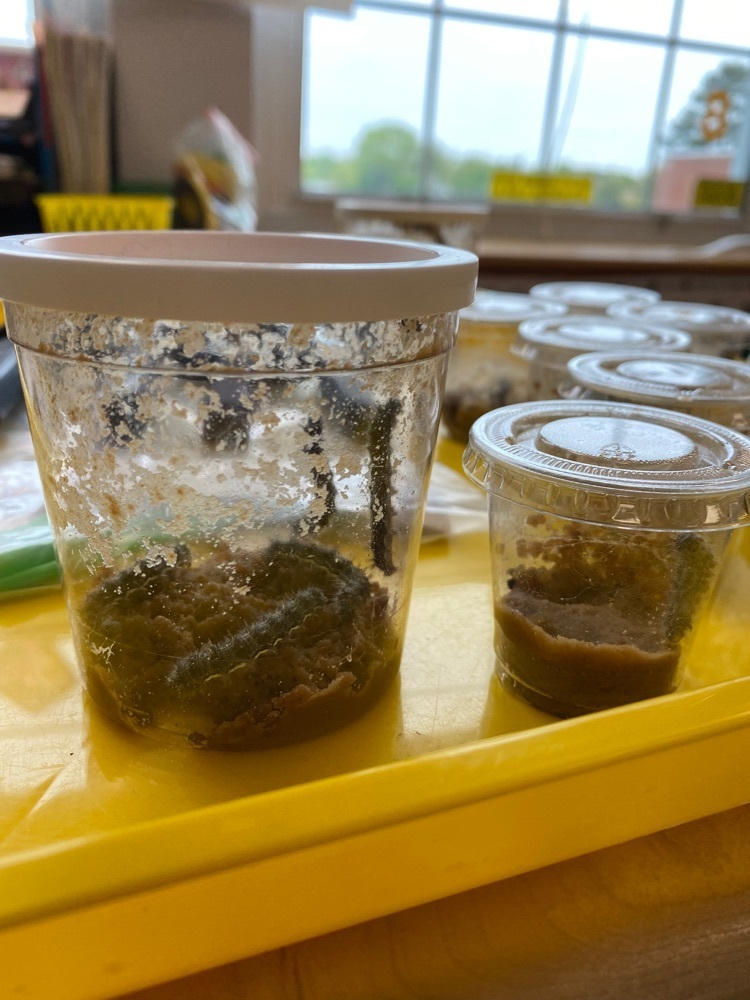 caterpillars